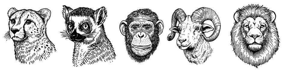 Animal portraits set with lemur cheetah and lion heads in vintage woodcut style © Kaz