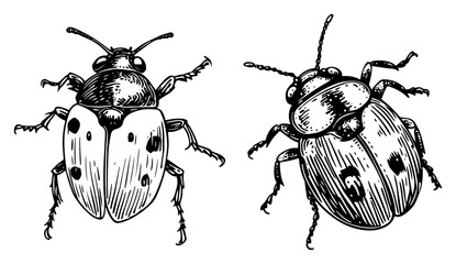 Beetle insects with spotted shells shown in vintage engraving style © Kaz
