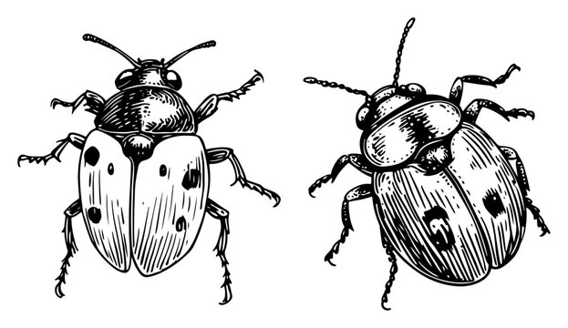 Beetle insects with spotted shells shown in vintage engraving style