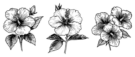 Hibiscus flowers and tropical blooms in hand drawn botanical engraving style © Kaz