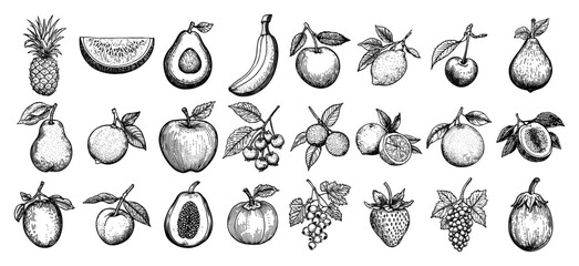 Assorted orchard and tropical fruits set featuring berries in vintage engraving style © Kaz