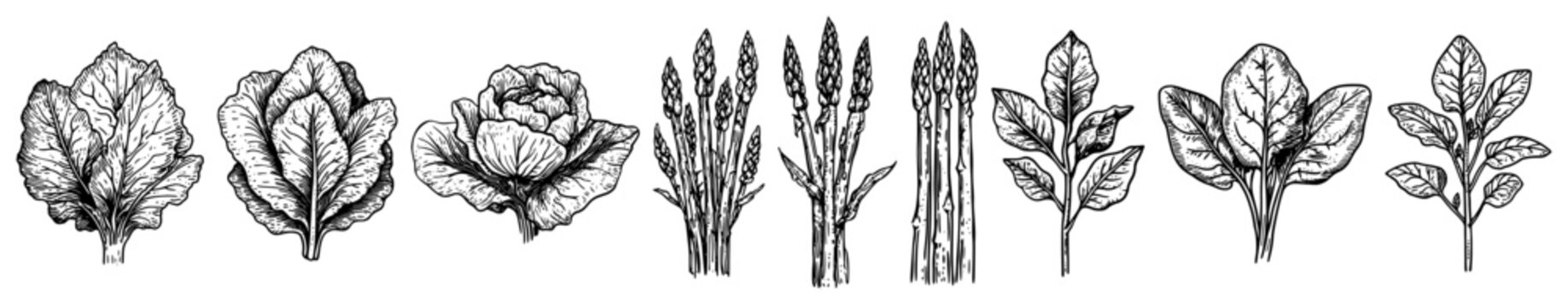 Leafy green vegetables and asparagus spears in vintage engraving style