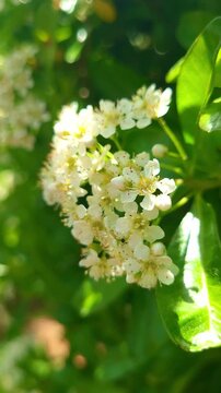 a detailed 4k vertical slow motion close-up of pyracantha white flowers in a botanical garden. the dense clusters of small blooms fill the frame with soft white texture and spring floral energy, id...