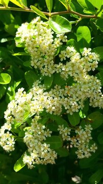 a lovely 4k vertical slow motion close-up of white pyracantha flowers in a botanical garden. the clusters of tiny white blossoms create a frothy and delicate floral display, perfect for spring and ...