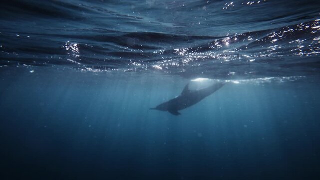 Lonely dolphin swimming alone in dark ocean waters during sardine run migration, cinematic underwater wildlife scene with mysterious atmosphere and deep blue marine environment