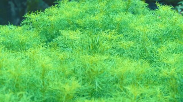 Very dense thickets of bright green grass sway in the wind. Closeup. Macro. Shot in motion
