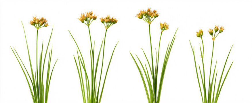 Juncus effusus radiates tranquility with its elegant soft rush silhouette against a clean backdrop