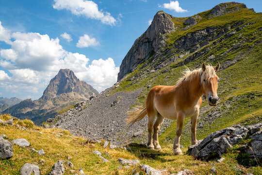 Un caballo salvaje libre al viento a los pies del Pic Casterau y el Pic du Midi d'Ossau (2,884 m)  en el Valle de Ossau, departamento Pirineos Atl&aacute;nticos, Francia