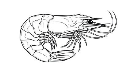 Fototapeta premium Highly detailed botanical style line art of a whole raw fresh shrimp with long antennae and a segmented shell.