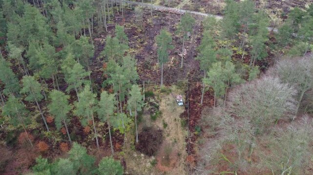 aerial drone shot of commercial plantation community woodland timber stacks transformation project conifer woodland spruce pine treetops cloudy day
