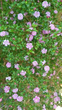 a sweet 4k vertical slow motion close-up of pink serissa flowers in bloom. the multiple tiny pink blossoms together create an adorable and delicate floral cluster, suitable for spring, garden, and ...