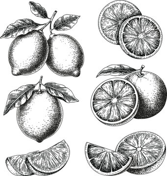 Vintage engraved citrus lemon illustrations vector set, hand drawn botanical fruit collection
