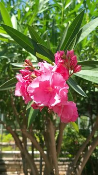 a bold 4k vertical slow motion close-up of a vibrant red oleander flower. the bright crimson blossoms and lush petals create a striking and dramatic nature shot ideal for botanical and floral stock...