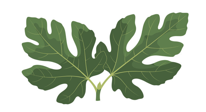 Two large green fig leaves with detailed veins and lobed edges shown attached to a single stem on a white background.