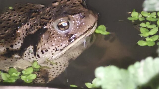 
Asian Toad (Bufo gargarizans) resting and breathing in a pond at night #001
야간 연못 물속에서 입을 뻐끔거리며 휴식하는 두꺼비 #001


