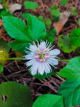 Passiflora foetida or Fetid passionflower or Scarletfruit passionflower or Stinking passionflower in the garden