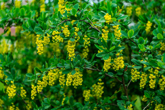 An ornamental shrub with yellow flowers called Mahonia.