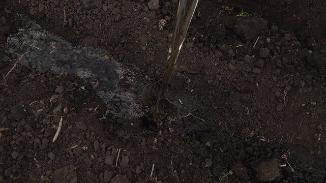 A stream of water pouring onto the dark fertile soil, during irrigation of new garden bed