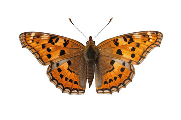 Naklejka premium Fritillary butterfly with orange and black patterned wings, an insect showing intricate details, isolated for design