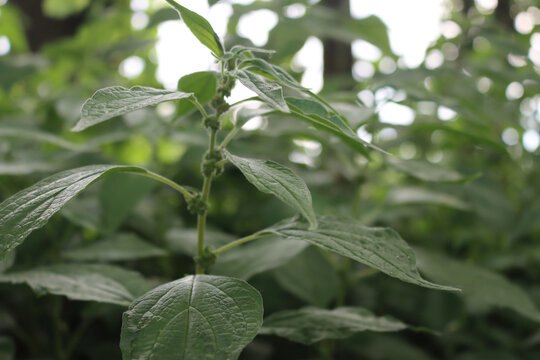Spreading Pellitory plants with green blossoms in springtime. Parietaria judaica