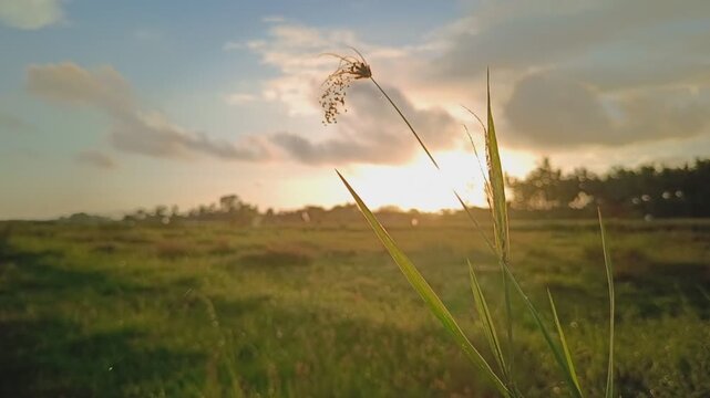 Beautiful Sunrise Over Lush Green Rice Fields in the Outskirts of Banyuwangi, Indonesia.