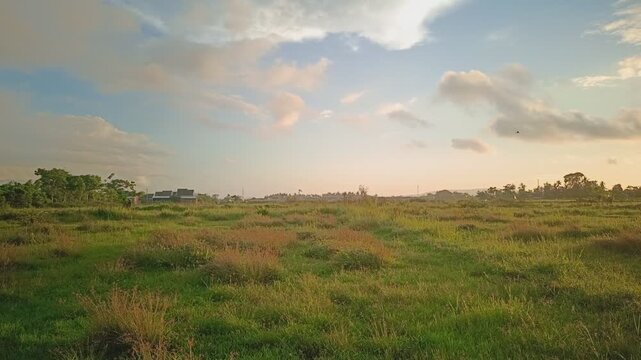 Beautiful Sunrise Over Lush Green Rice Fields in the Outskirts of Banyuwangi, Indonesia.