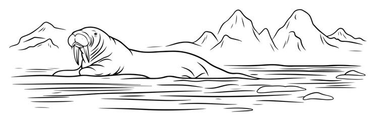 walrus arctic coast mountain sketch vector © Mago