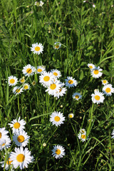 Fototapeta premium Leucanthemum vulgare plant in bloom. White and yellow Oxe eye daisy in the meadow