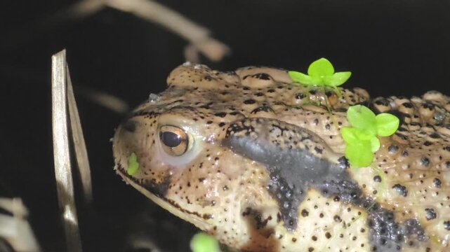 
Macro shot of an Asian Toad (Bufo gargarizans) with duckweed on its head
머리에 개구리밥을 얹고 물 밖으로 나온 두꺼비의 초접사

 