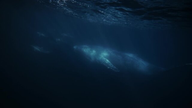 Humpback whale swimming alongside dolphins in dark ocean waters, cinematic underwater wildlife encounter featuring majestic marine mammals during deep sea migration