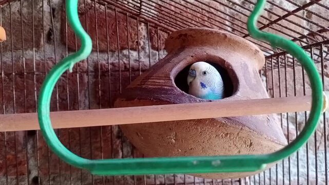 Small blue and white budgie parrot bird peeking out of a clay nest in a cage