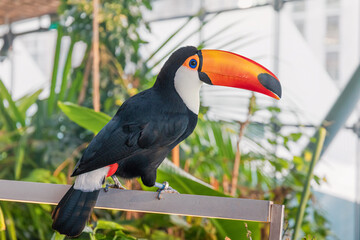 Fototapeta premium Toco toucan standing on a wooden perch, its large orange red beak prominent, with green leaves in the tropical background