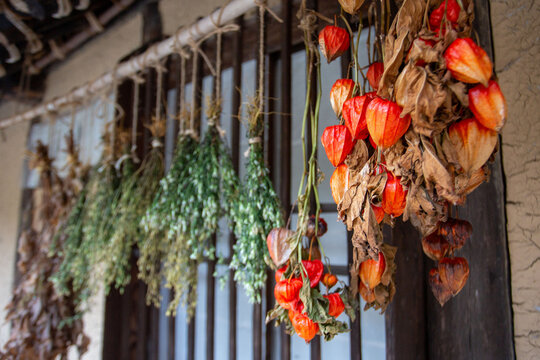 Dried Chinese lantern plants hanging outside traditional Japanese house