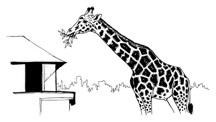 Giraffe feeding on leaves near lodge black and white safari vector illustration © Mago