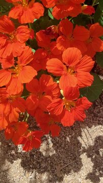 a vibrant 4k vertical slow motion close-up of a bright orange nasturtium flower. the bold trumpet-shaped blossom and warm orange tones create an energetic and cheerful floral scene, perfect for spr...
