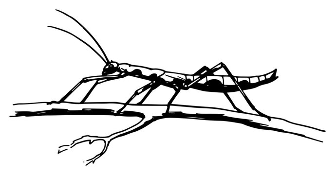 Stick insect walking on branch black and white entomology vector illustration