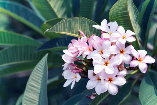 Luxury Plumeria frangipani flowers bouquet, Tropical botanical nature with green leaves pattern and dark deep teal shadows.