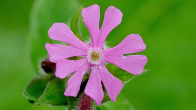 Closeup of a Red Campion flower, Silene dioica. Spring. Wales. UK