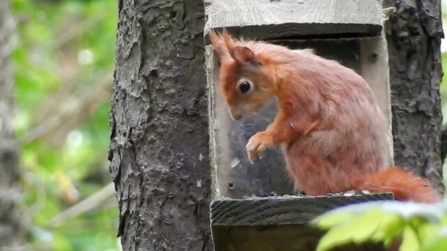 Red squirrel eating seeds from woodland feeding box as second squirrel surprise interrupts