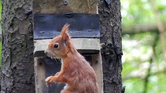 Red squirrel eating seeds lifting lid on feeding box in quiet Penrhos woodland environment