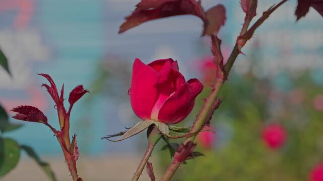 High-quality 4K close-up footage of a vibrant red rose bud blooming in a garden. Features detailed thorns, green leaves, and a soft blurred background in daylight.