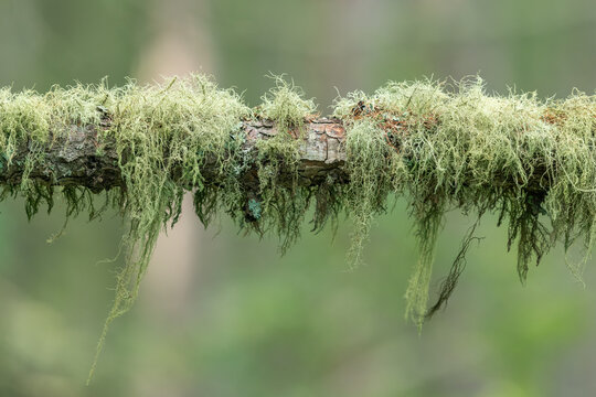 Beard lichen Usnea drapes from tree branch in misty alpine pristine forest air quality