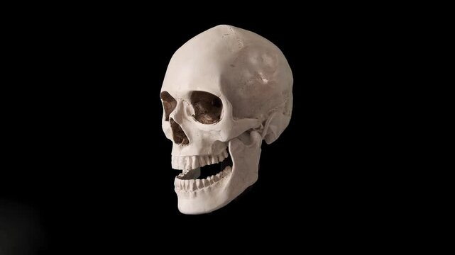 Realistic human skull making slow rotation on black background in dark studio lighting. Anatomical skeleton head turning for horror, medical, halloween and death concepts.