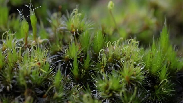 Cinematic Macro Slider Shot of Moss (Bryophytes) in Forest Floor Detail
