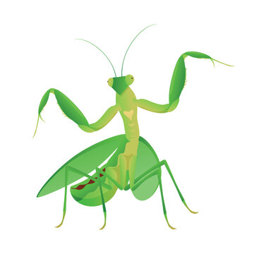 A cartoon green praying mantis on a white background, highlighting its anatomy and pose, suitable for use in various insect-related projects.