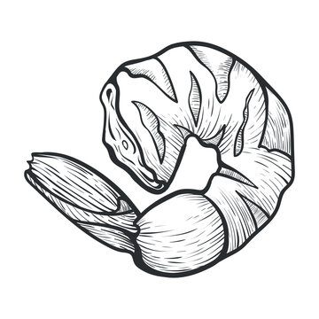Shrimp illustration on white background for culinary arts or nautical themed designs.