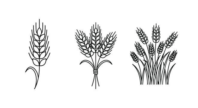 Wheat stalks and sheaves linear drawings on a white background