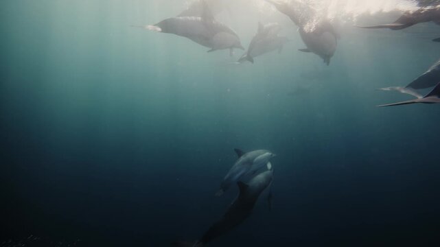 Pod of dolphins hunting sardines in dark ocean waters during the spectacular sardine run, dramatic underwater wildlife action with fast moving marine predators and fish bait ball