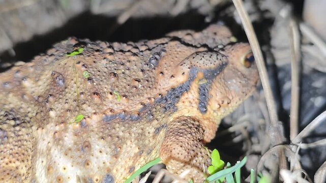 
Side view of a Korean toad sitting on dry grass at night #001

