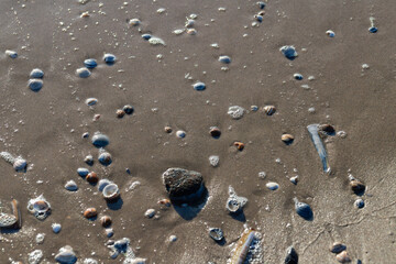 Top down view of highly reflective wet sand dotted with small seashells and stones. © Lena